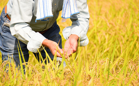 令和7年産 山形産 特別栽培米 つや姫 5kg 精米 人気 米 ブランド米 米 精米したて 山形 FY25-489