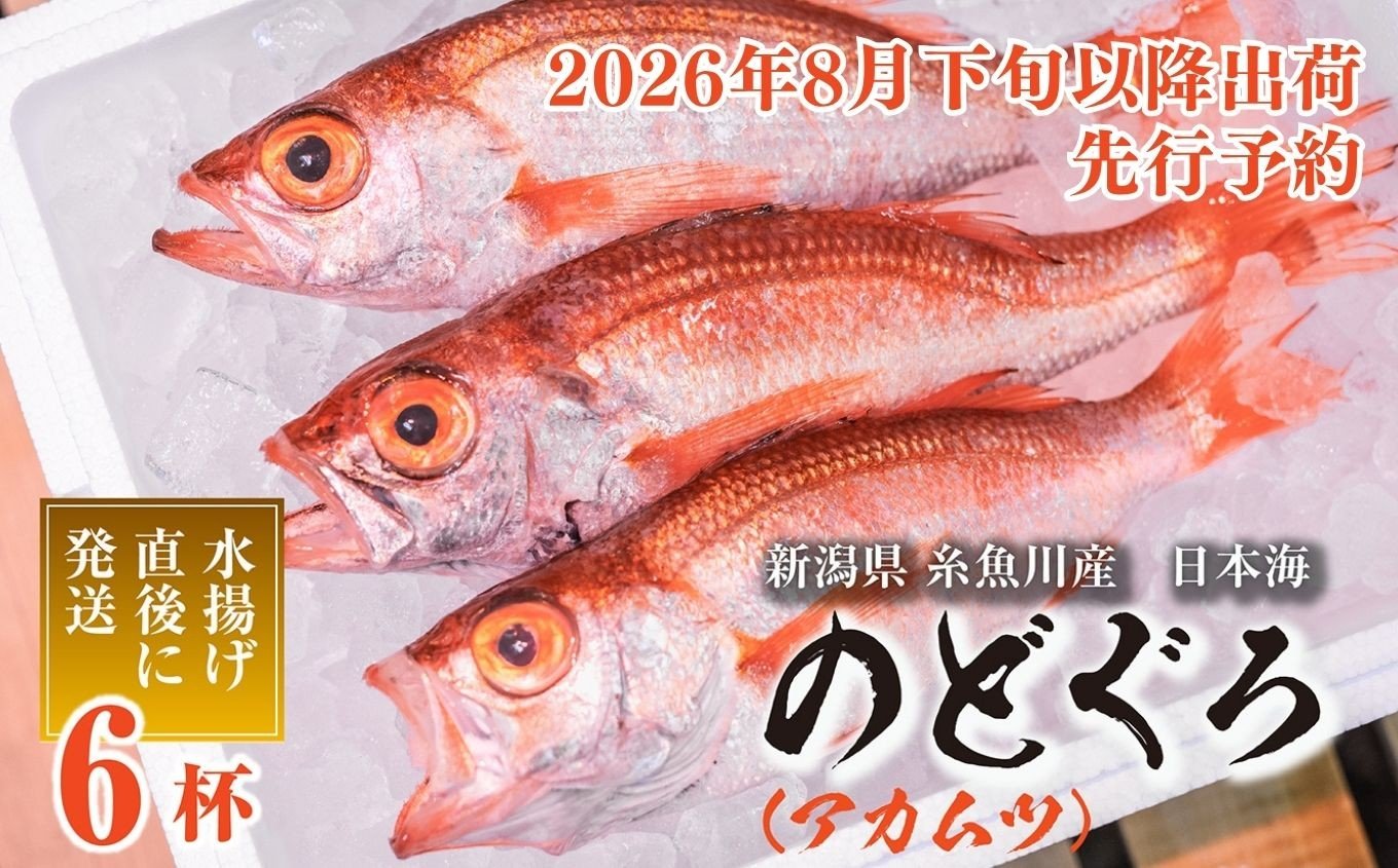 
            【2026年8月以降発送】天然のどくろ (アカムツ) 6尾 約2kg 先行予約 鮮度抜群！水揚げ直後に発送 高級魚 生 刺身 煮付け 下処理可能 魚正 日本海 刺身 ノドグロ のどぐろ 赤ムツ
          