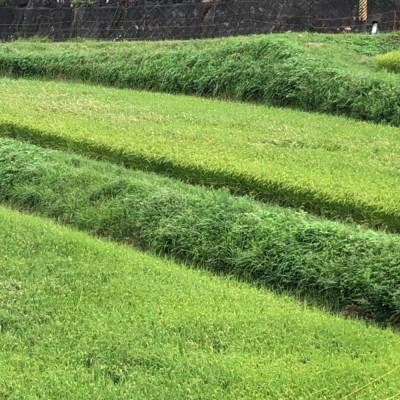 ふるさと納税 桜井市 【特別栽培米】桜井市高家産 ヒノヒカリ 白米 5kg |  | 01