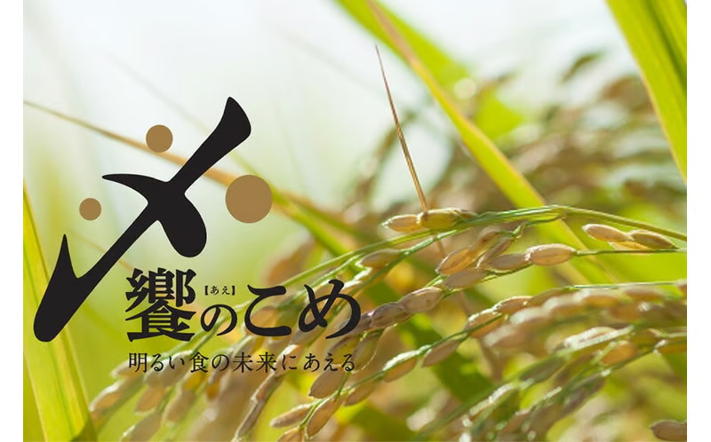 【3回 無洗米 定期便 】〈2026年3月より初回出荷〉石川県産 こしひかり 5kg×3回 総計15kg [中橋商事 石川県 宝達志水町 38601336] 米 お米 白米 精米 ご飯 ごはん_イメー