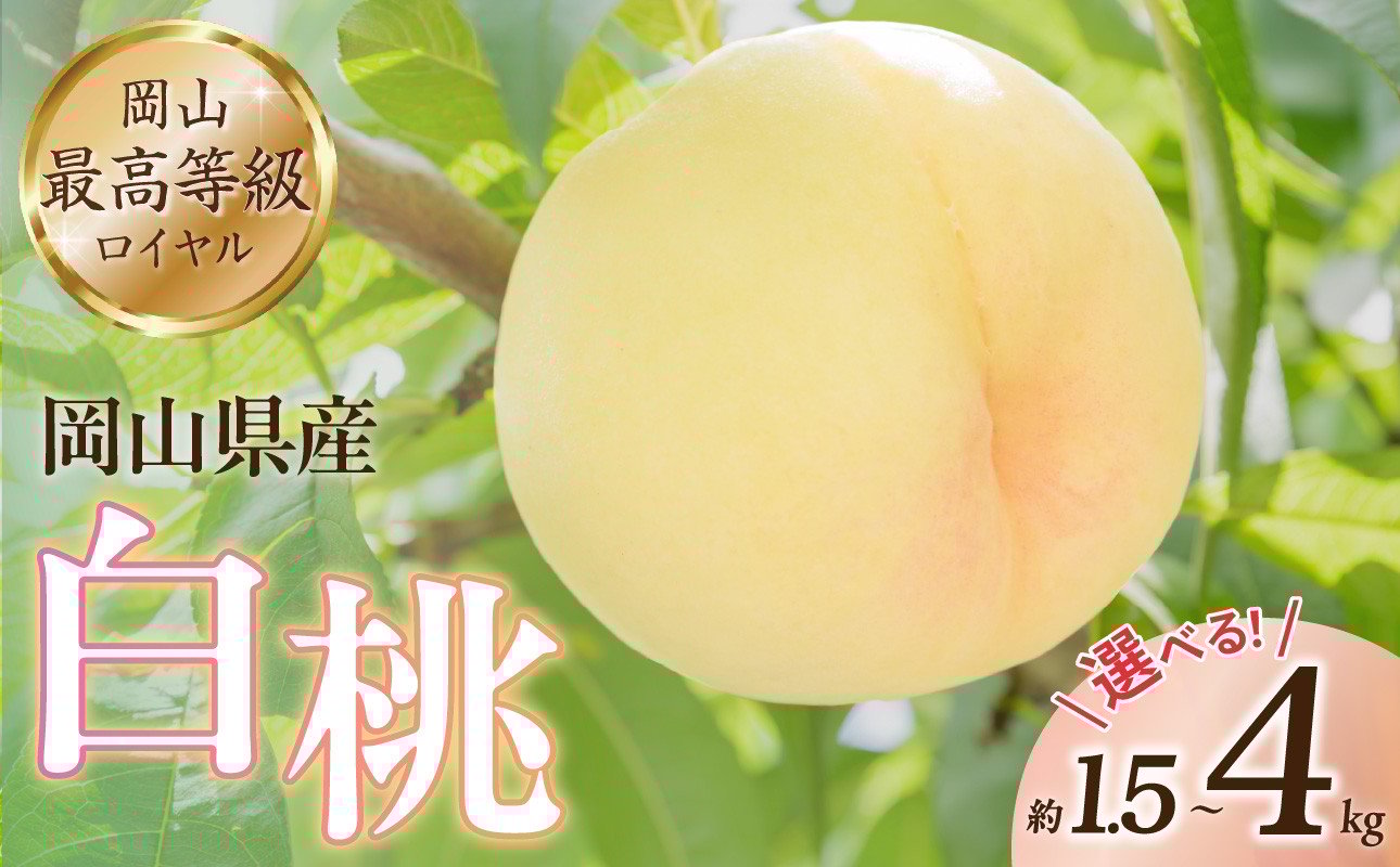 
            【選べる内容量】岡山県産白桃 ロイヤル 約1.5kg 約2kg 約4kg【６月中旬～８月上旬発送予定 白桃 もも フルーツ モモ ロイヤル 糖度最上級 岡山県産 くだもの王国岡山 】
          