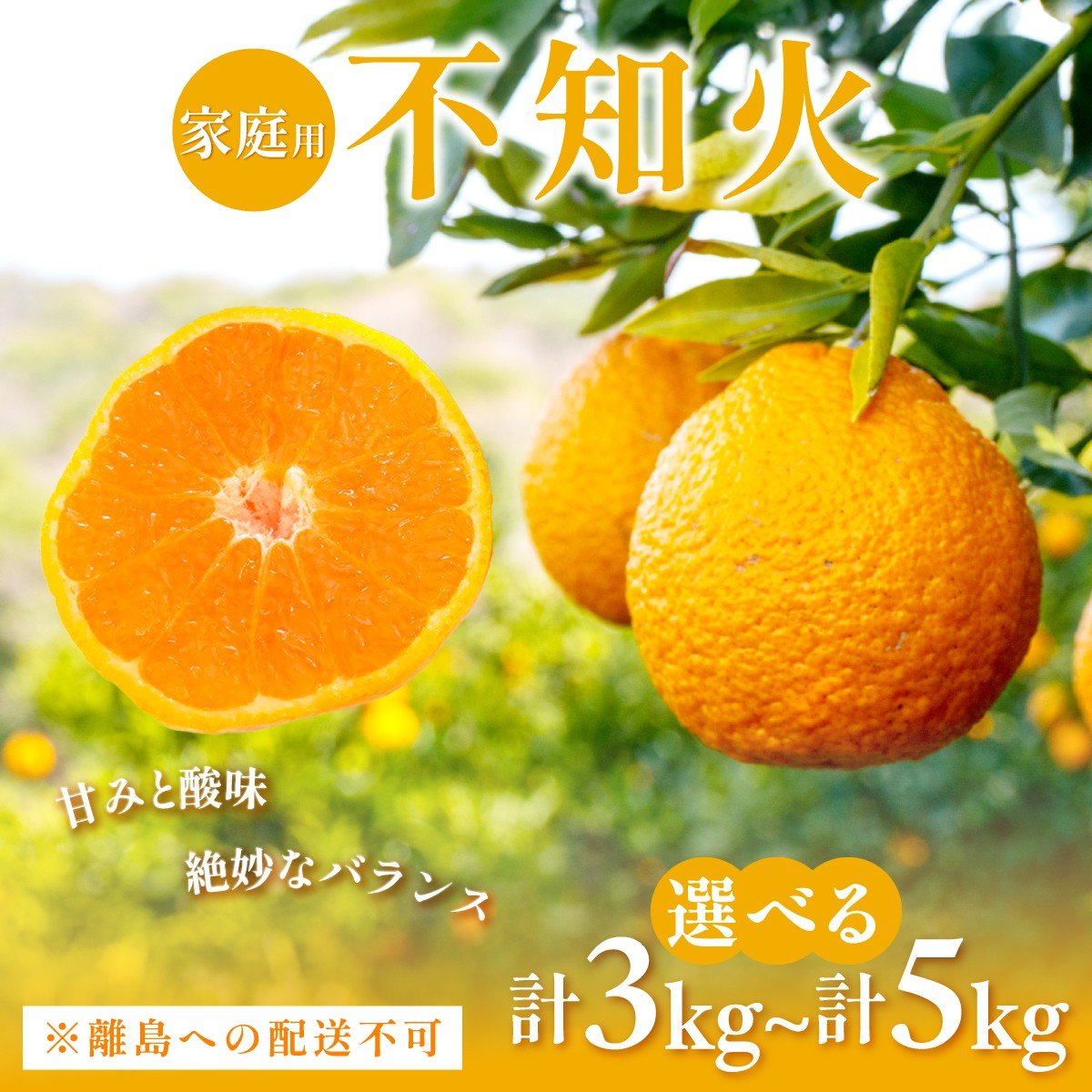 
                  【先行予約】【選べる容量】【家庭用】不知火 約3kg / 約5kg ※離島への配送不可（2026年2月上旬頃より順次発送予定） 【 ふるさと納税 人気 おすすめ ランキング 柑橘 みかん ミカン フルーツ 果物 でこぽん デコポンと同品種 愛媛県 伊方町 送料無料 】IKTAC003-v
                