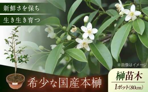 植物 福の山・榊（サカキ） 苗木（1鉢）：80cm プランター 本榊 さかき サカキ 苗木 地植え 神棚 祭壇 起工式 地鎮祭 真榊台 神聖 榊 神具 国産 玉串 和 ガーデニング 観葉植物 庭木 植木 ポット 葉 植物 雑貨 園芸 和風 生花 グリーン 緑 縁起物 日本産 国産本榊 新鮮 稀少 丁寧 丹精 立体的 ふくらみ 高品質 管理 商標登録 広島県福山市/小林商事[BAEA005]