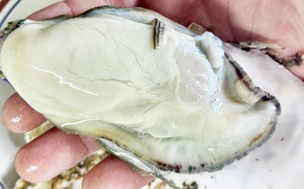 
                  松島牡蠣屋 冷凍牡蠣（生食用） 4kg 生牡蠣 宮城県産 牡蛎 牡蠣 カキ オイスター カキフライ 牡蠣鍋 海鮮 国産 魚貝類 急速冷凍 【菊地水産合同会社】tm751
                
