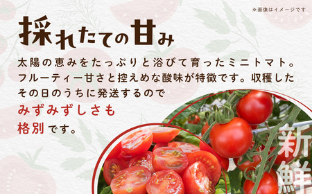 【先行予約】【発送期間は5月中旬～7月中旬、9月上旬～11月下旬】新鮮でフルーティーな小川ファームのミニトマト2.5kg(12パック入り)