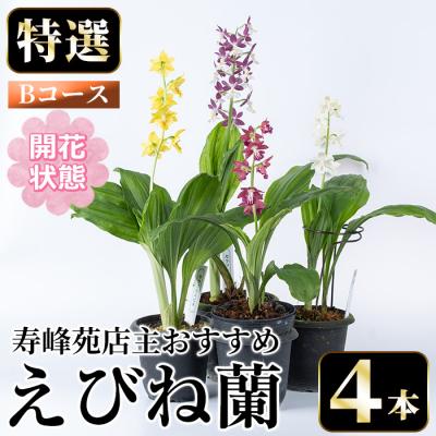 ふるさと納税 いちき串木野市 【個数限定】<3月末まで受付 >寿峰苑特選えびね蘭店主おすすめ開花済Bコース