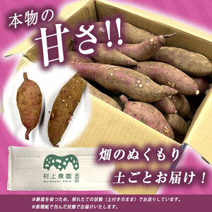 さつまいも TVで紹介！ 【 アフター保証 】甘くておいしい！ 紅はるか 1kg ｜ さつまいも サツマイモ 芋 いも 野菜 紅はるか べにはるか 1kg 5kg 10kg