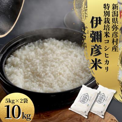 ふるさと納税 弥彦村 令和8年産特別栽培米コシヒカリ 伊彌彦米 10kg(5kg×2袋)新潟県産 精米 弥彦村