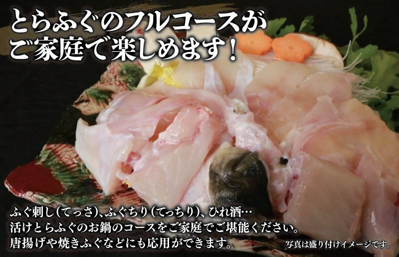 国産活け とらふぐ ふぐちり／ふぐ刺し セット 2人前【てっさ ふぐ フグ ぽん酢付 冷蔵 海鮮】 099H1972_イメージ2