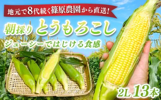 【先行予約】【6月上旬～中旬発送】地元で8代続く農家から直送! ジューシーではじける食感が特徴! 朝採り とうもろこし 2L 13本／篠原農園 とうもろこし トウモロコシ スイートコーン コーン ゴールドラッシュ ジューシー  フルーティー 朝採り 農家直送 千葉県 千葉県山武市 SMBV001
