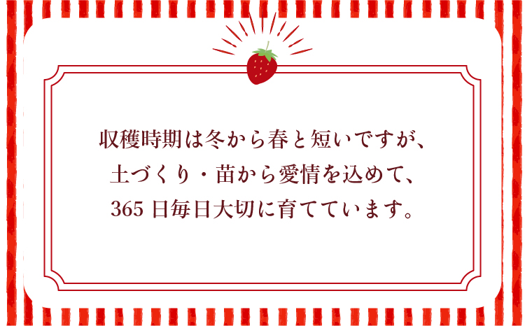 【2026年3月発送】 先行予約 季節限定! 新鮮朝摘みいちご「さがほのか」約1.5kg (250g×6パック)だいこく農園合計1.5kg