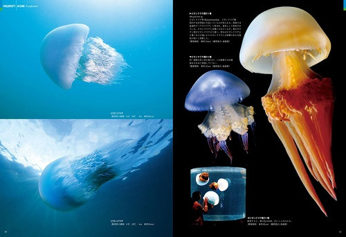『日本クラゲ大図鑑』