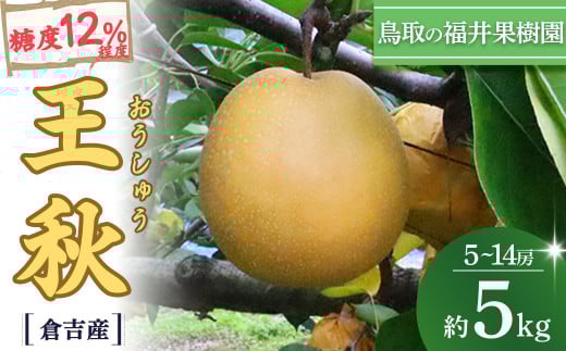 【期間限定】【生産者応援品】令和8年産 王秋 5kg（5～14玉） 倉吉産 福井果樹園 梨 なし ナシ おうしゅう 王秋 ブランド梨 鳥取 5kg 果物 フルーツ 和梨 先行予約 数量限定 詰め合わせ 人気 甘い 鳥取県 倉吉市