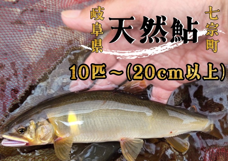 ※岐阜県産天然鮎七宗町産(20cm以上) ※2026年6月より順次発送予定 ◇