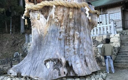 【BEAMS JAPAN監修】大湫大杉シリーズ　ウッドクロック【1455427】