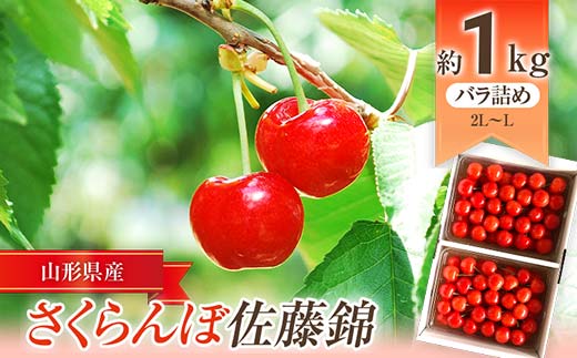【令和7年産先行予約】 JA さくらんぼ 「佐藤錦」 約1kg (約500g×2パック 特秀 L～2L) バラ詰め 《令和7年6月中旬～発送》 『JA山形おきたま』 サクランボ 果物 フルーツ 山形県 南陽市 [723]