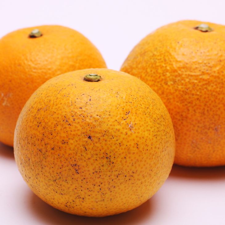 ＜1月より発送＞厳選 はっさく5kg+250g（傷み補償分）  ｜ 八朔みかん ハッサク ※北海道・沖縄・離島への配送不可 ※2026年1月上旬～3月下旬頃に順次発送予定 ◇