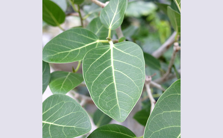 『沖縄の観葉植物』人気のフィカス ベンガレンシス6号 シュエット鉢ポット