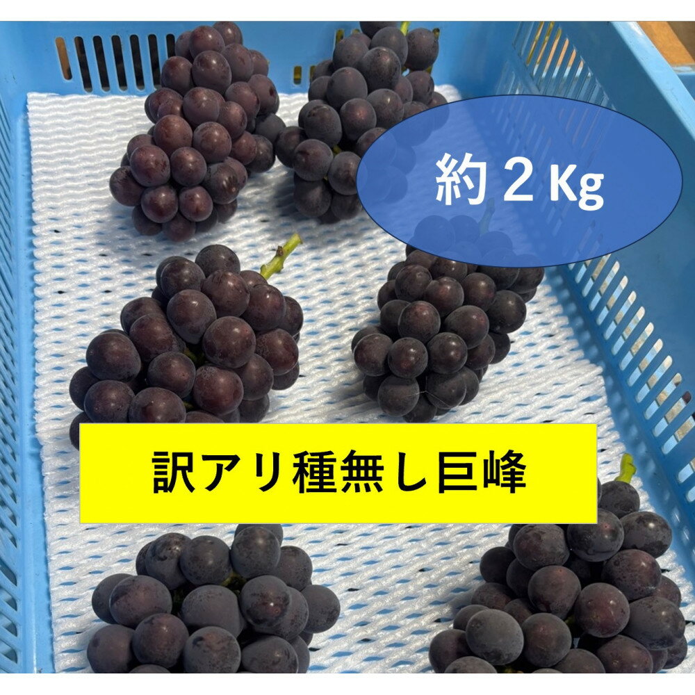【ふるさと納税】訳アリ　種無し巨峰　約2kg