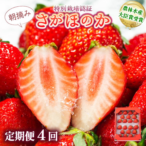【先行予約】数量限定！あまい果汁溢れる！最高級品質”さがほのか” 4回定期便 （1回 235g×4p 約1kg）