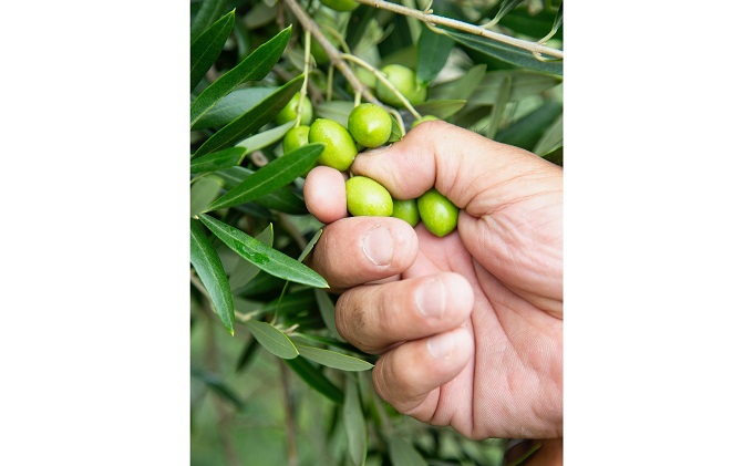 小豆島産 新漬けオリーブ　6袋セット 漬物 発酵食品  2026年1月中旬以降発送