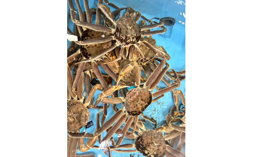 
【先行予約】極上の海の恵みを直送でお届け！ 贅沢な味わいのズワイガニ（1.2〜1.5kg×1杯）（特大）ボイル
