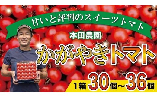 【2026年 先行予約】【人気のスイーツトマト】本田農園のかがやきトマト1箱（約30個～36個）とまと 甘い 野菜