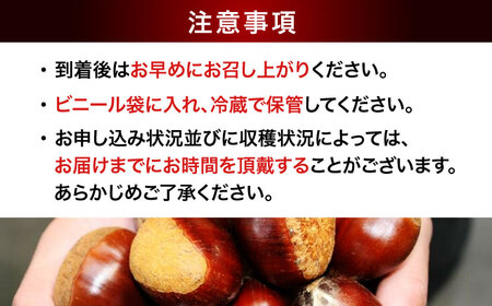 【先行予約】【9月下旬から配送開始】ドデカ生栗 3kg（約75個から90個） 愛媛県大洲市/有限会社西山青果[AGAR006] 栗 果物 
