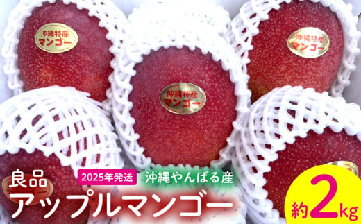 2025年発送【沖縄やんばる産】約2kg　良品アップルマンゴー（Ms mango farm） 南国 南国フルーツ 先行予約 期間限定 沖縄 甘味 糖度 フルーツ 果物 果実 プレゼント ギフト トロピカル 数量限定 予約 おすすめ くだもの 太陽 やんばる 自然