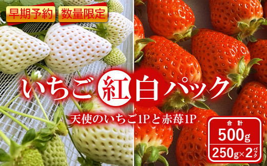 
【早期予約・数量限定】いちご紅白パック(天使のいちごⓇ1Pと赤苺1P)　合計500g 250g×2パック＜2025年2月下旬頃より順次発送予定＞【1000601】
