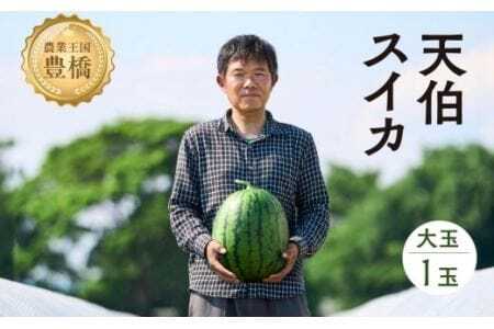 天伯スイカ 1玉 7kg 2L 糖度11度 スイカ