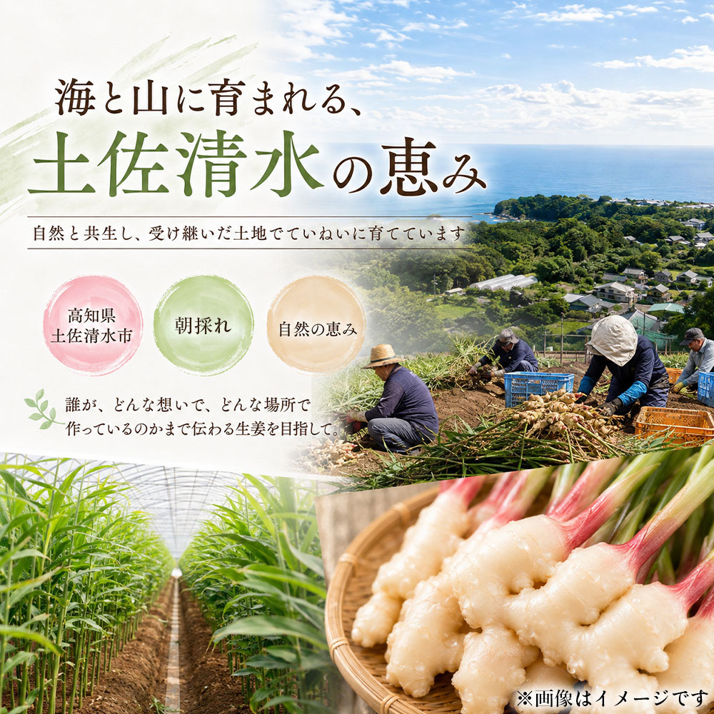 新生姜 2kg 水洗いのみ 生姜 生姜湯 ジンジャー しょうが ショウガ 2キロ 野菜 旬 季節限定 佃煮 甘酢漬け ジンジャーエール サラダ 新鮮 温まる 温活 冷え対策 国産 高知県 土佐清水市 