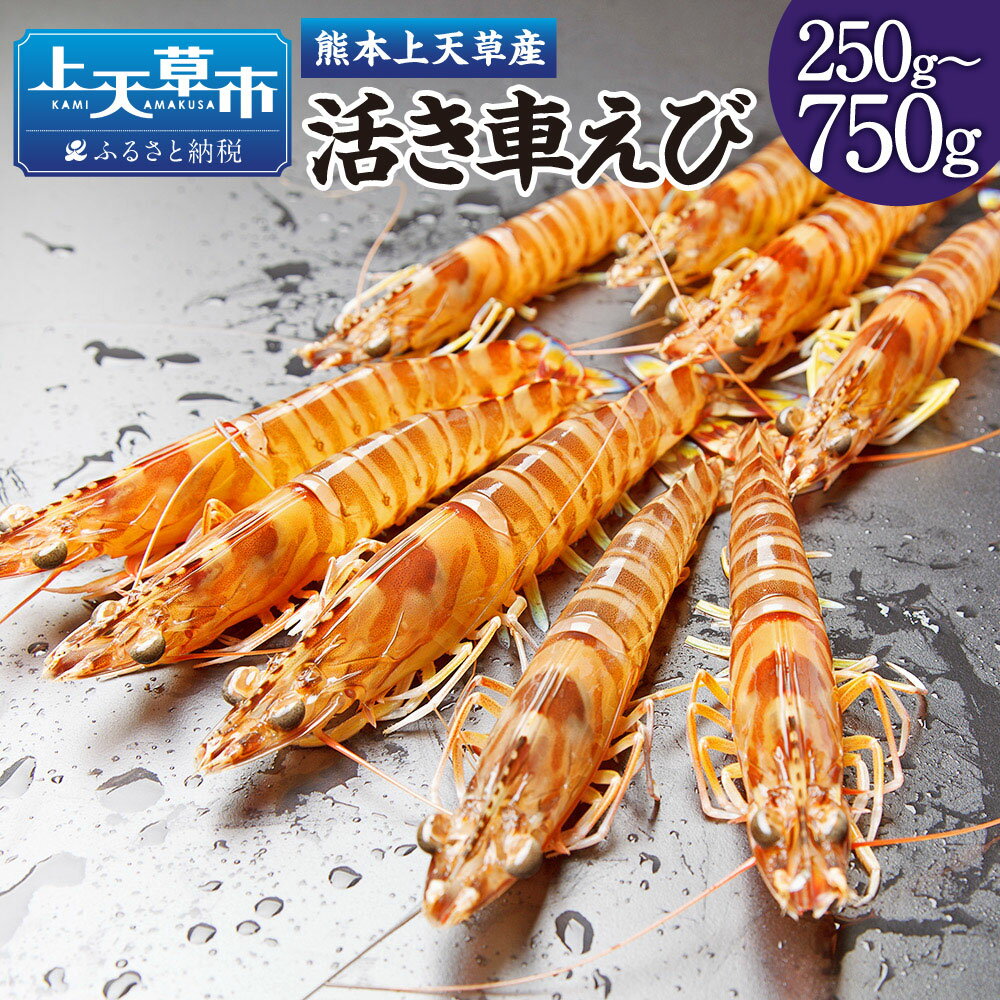 【ふるさと納税】【配送日指定品】上天草産の活き車えび！ 250g～750g 約8～33尾 選べる内容量 選べる 車海老 えび くるまえび 魚介 海鮮 活き海老 活魚 国産 熊本県 上天草市 送料無料【発送期間2026年10月15日から2027年5月31日】