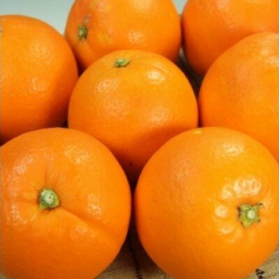 【2027年先行予約】ネーブル[約7kg]和歌山県有田産 春みかん (果実サイズおまかせ) 春みかん 紀伊国屋文左衛門本舗_V7400