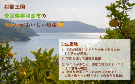 愛媛みかん ポンカン 5kg 家庭用みかん 協徳ガーデン 先行予約 予約受付 甘い 濃厚 ジューシー 果物 くだもの フルーツ 柑橘 みかん mikan 宇和島みかん 愛媛蜜柑 愛媛ミカン ミカン ぽ