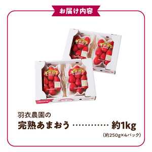 【2027年1月から順次発送】福岡県産 羽衣農園の完熟あまおう 約1kg（約250g×4パック） _ 福岡県産 完熟 あまおう 約250g × 4パック 計 約1kg こだわり いちご 福岡県 ブラン