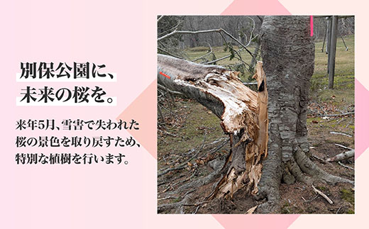 【返礼品なし】別保公園 の桜を雪害から復活させたい ｜「日本一遅い桜まつり」応援寄附（1口 1,000円〜） さくら 桜 桜の木 植樹 別保公園 北海道 釧路町 釧路超 寄付 支援 応援 共感型sakura01