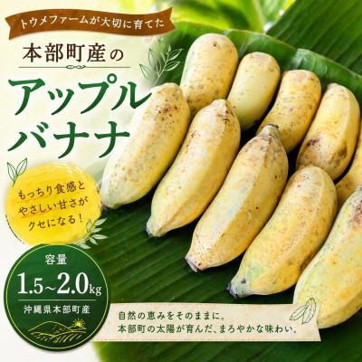 ふるさと納税 本部町 トウメファームが大切に育てた本部町産のアップルバナナ1.5kg〜2.0kg(1房〜2房)