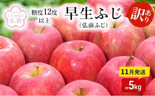 りんご 【 11月発送 】( 糖度12度以上 ) 訳あり 早生ふじ ( 弘前ふじ ) 約 5kg 【 弘前市産 青森りんご 】