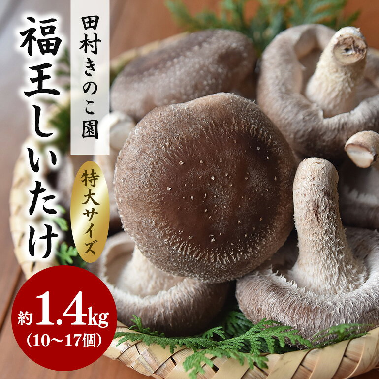 【ふるさと納税】【先行販売/2026年10月末以降発送】 福王しいたけ 特大サイズ 約1.4kg しいたけ 椎茸 きのこ キノコ 国産