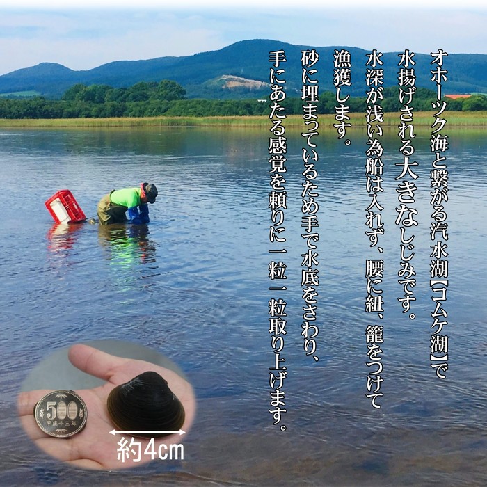 19-42 【紋別市コムケ湖産】 手獲り特大しじみ　600g