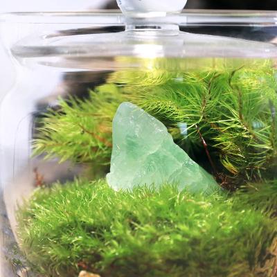 ふるさと納税 邑楽町 苔テラリウム 鉱石グリーンフローライト(蛍石)ガラスポットS|09_chm-bn0101 |  | 01