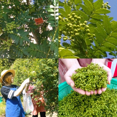 兵庫県養父市産 冷凍朝倉山椒 500g【配送不可地域：離島】