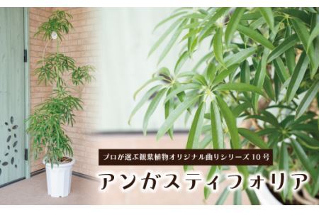【プロが選ぶ観葉植物オリジナル曲りシリーズ】アンガスティフォリア 10号
