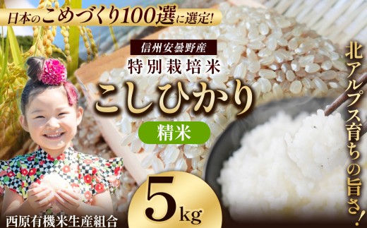 特別栽培米 松川村産 こしひかり 精米 約5kg | 米 こめ コメ お米 白米 はくまい 精米 コシヒカリ こしひかり 特別栽培米 長野県 松川村 信州