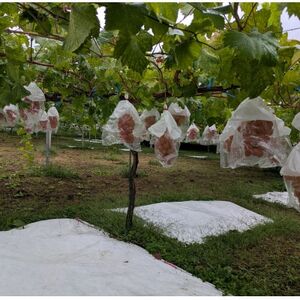 【2026年先行受付】牧丘天空ブランド山梨オリジナル品種サンシャインレッド【配送不可地域：離島】【1691205】