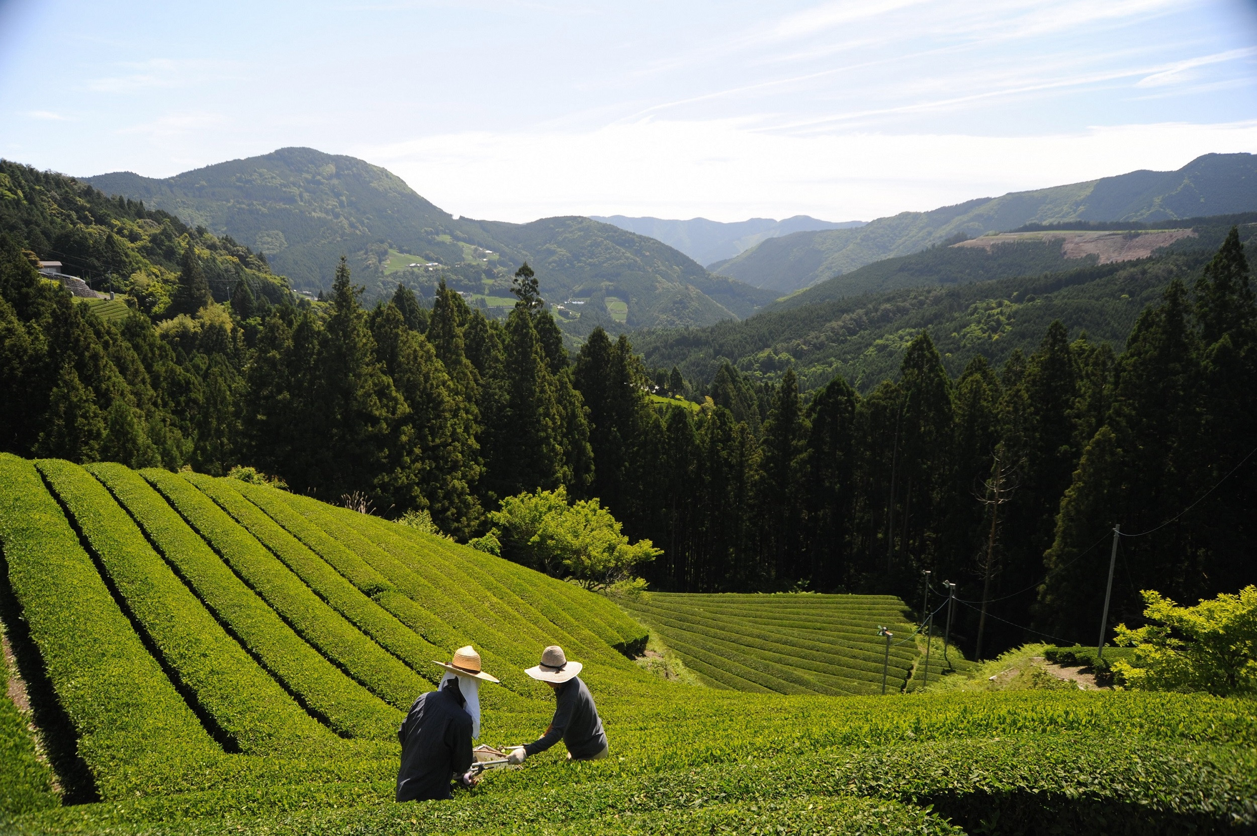 茶摘み作業の風景1