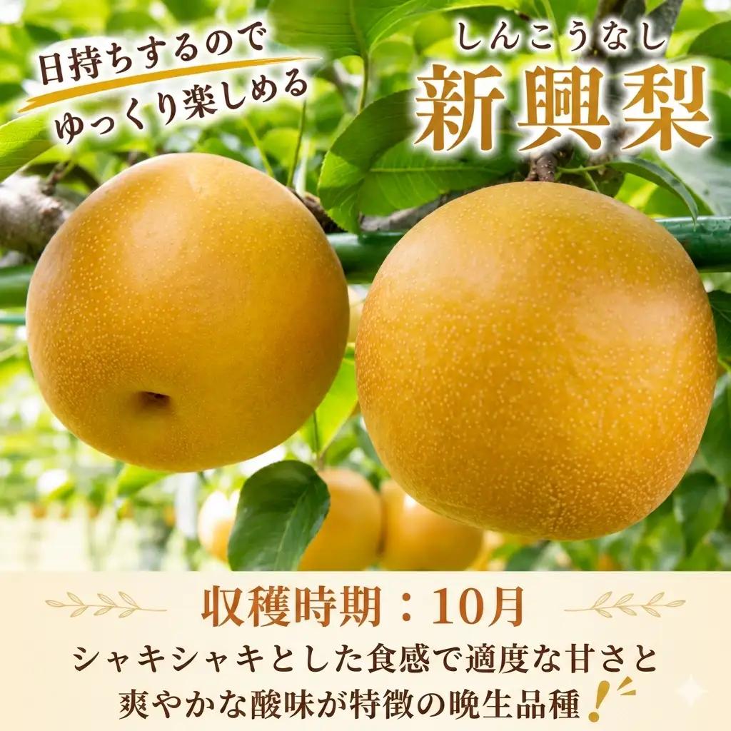 Y042 新興梨(赤秀) 5kg