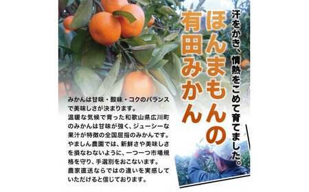 ＼光センサー選別／ ちっちゃな有田みかん こつぶみかん 約10kg （3S～Sサイズ混合）有機質肥料100% ※2024年11月中旬頃～2025年1月上旬頃に順次発送予定（お届け日指定不可） 先行予約