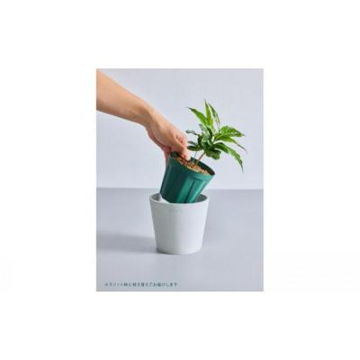 ふるさと納税 横浜市 【鉢付き】コーヒーの木 テーブルMサイズ【鉢:ブルーグレー】 |  | 01